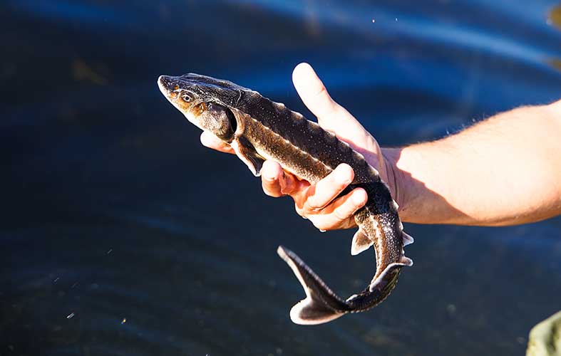 Elevage d'esturgeon Acipenser Gueldenstaedti