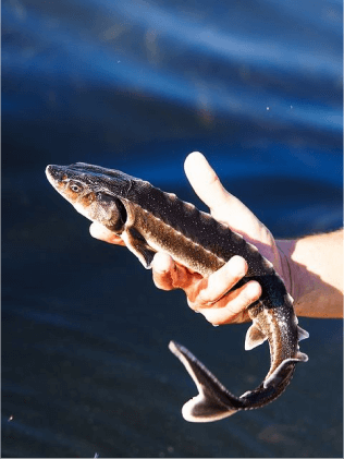 Elevage d'Esturgeons à Manufacture Prunier en Aquitaine