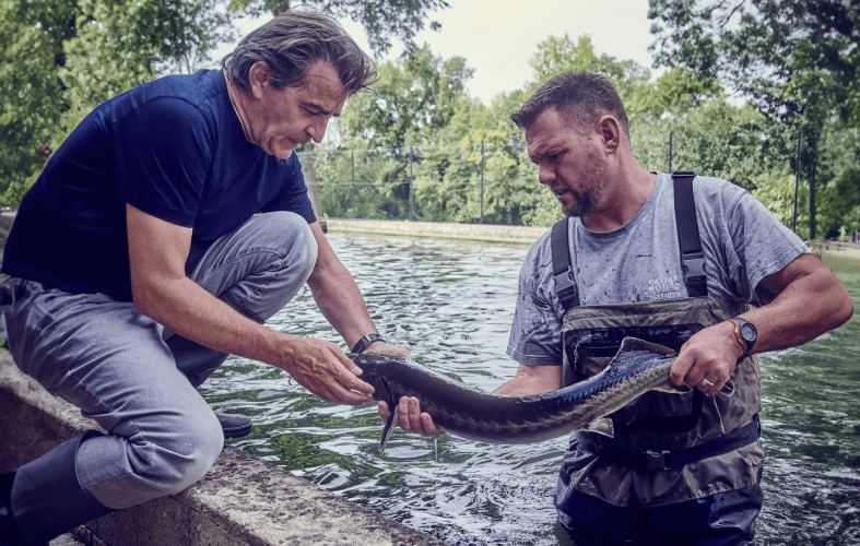 Yannick All&eacute;no saisit un esturgeon dans un bassin