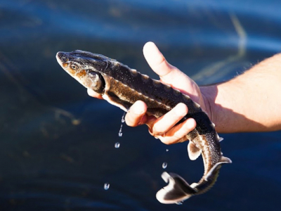 Caviar Baeri ou Oscietra, quelles différences ?