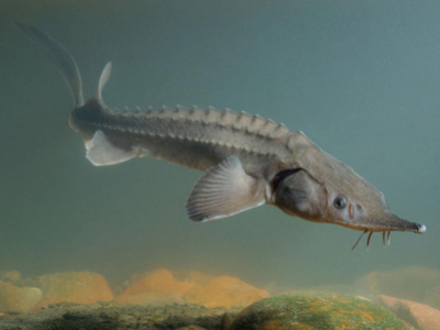 The sturgeon: king of fish, fish of kings